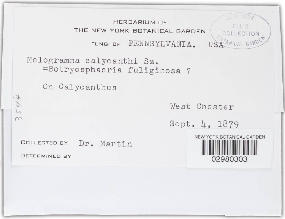 Botryosphaeria fuliginosa image