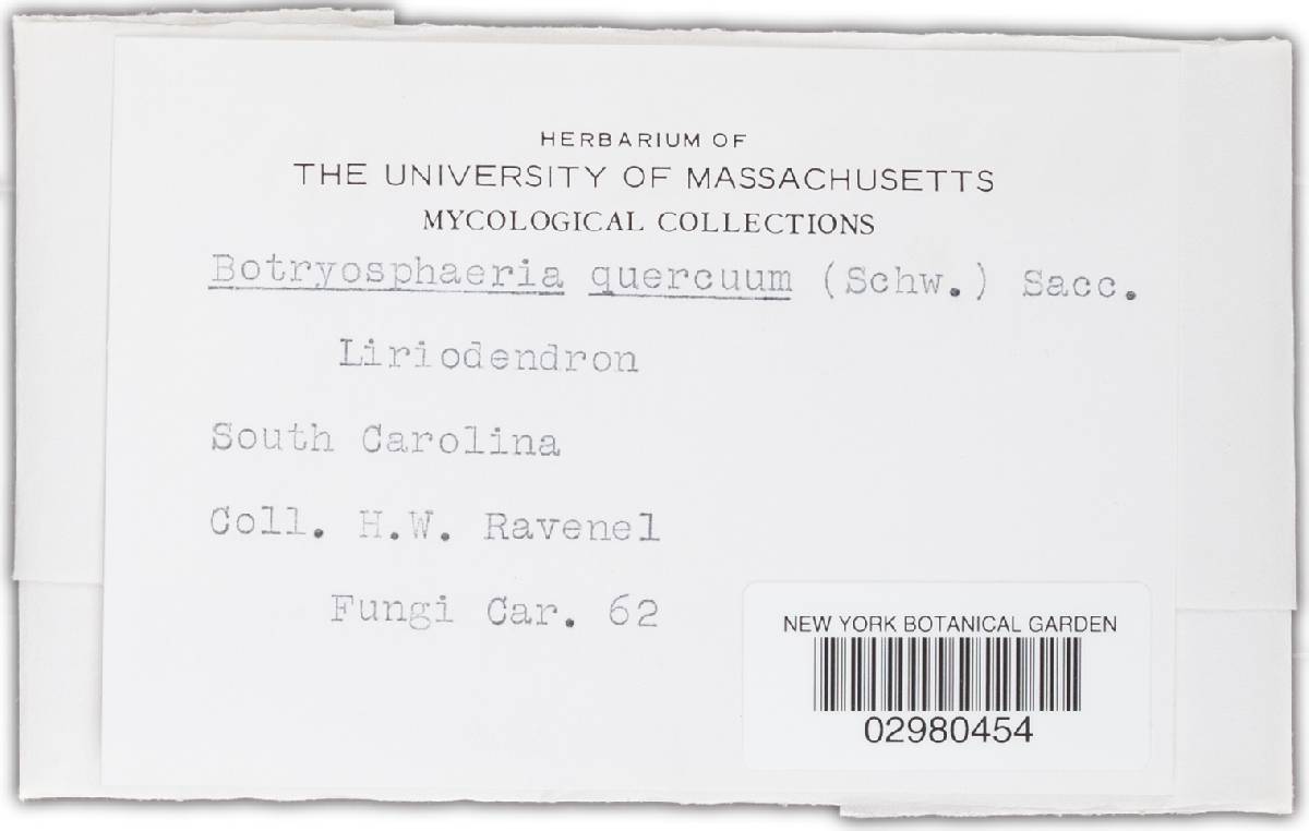 Botryosphaeria quercuum image