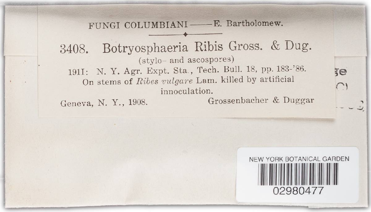 Botryosphaeria ribis image
