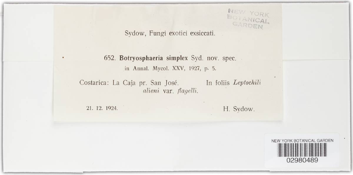 Botryosphaeria simplex image