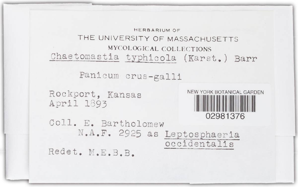 Massariosphaeria image