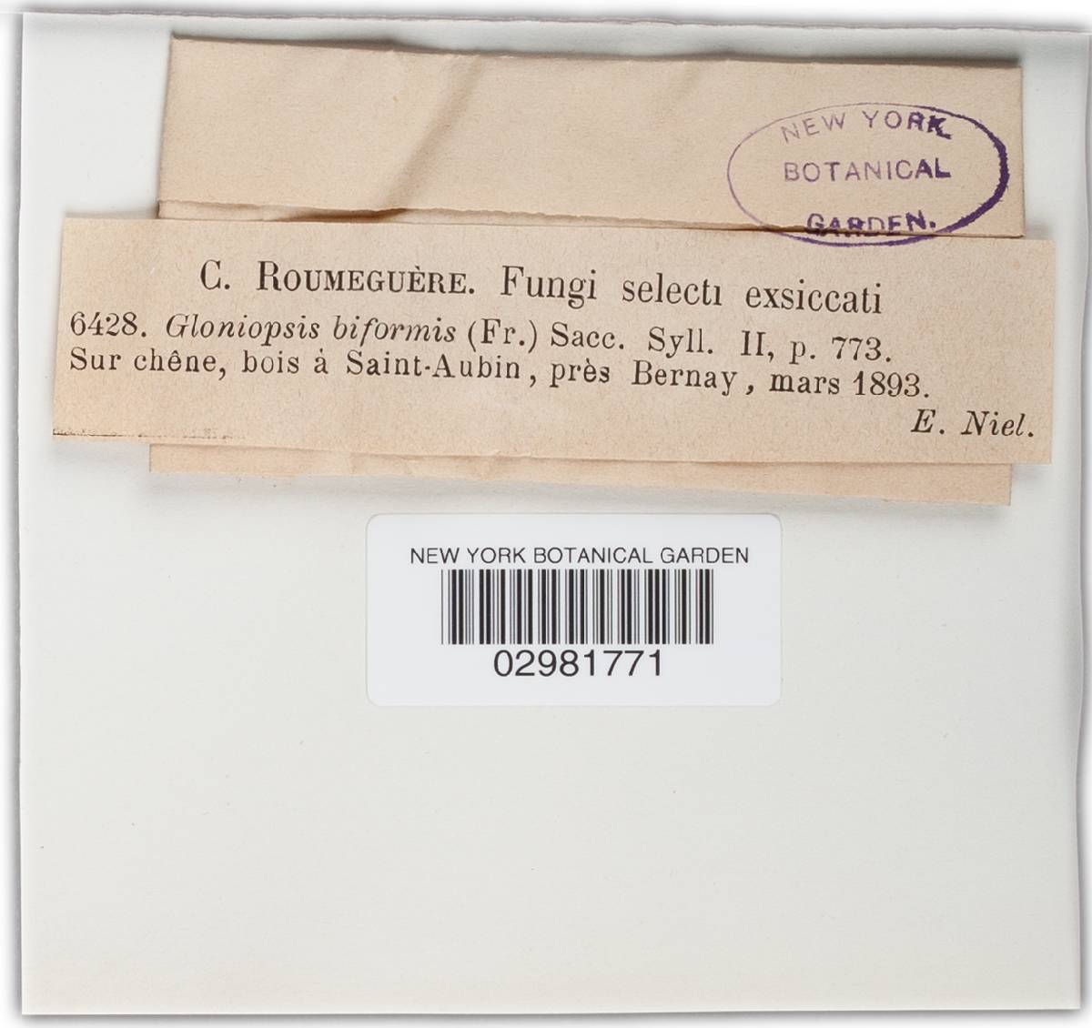 Gloniopsis biformis image