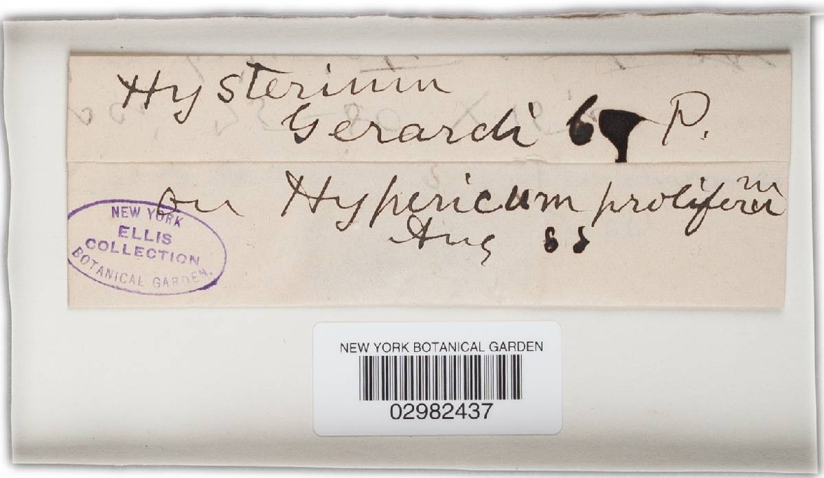 Hysterium gerardi image