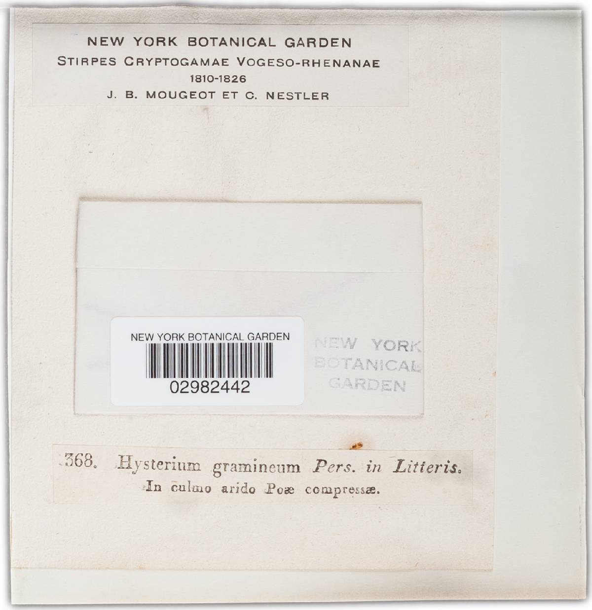 Hysterium gramineum image