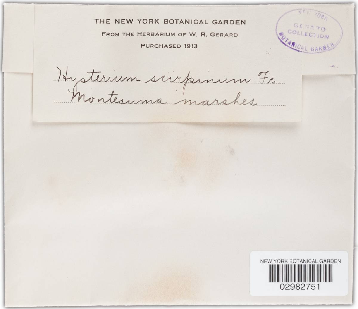 Hysterium scirpinum image