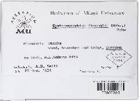 Hysterographium flexuosum image