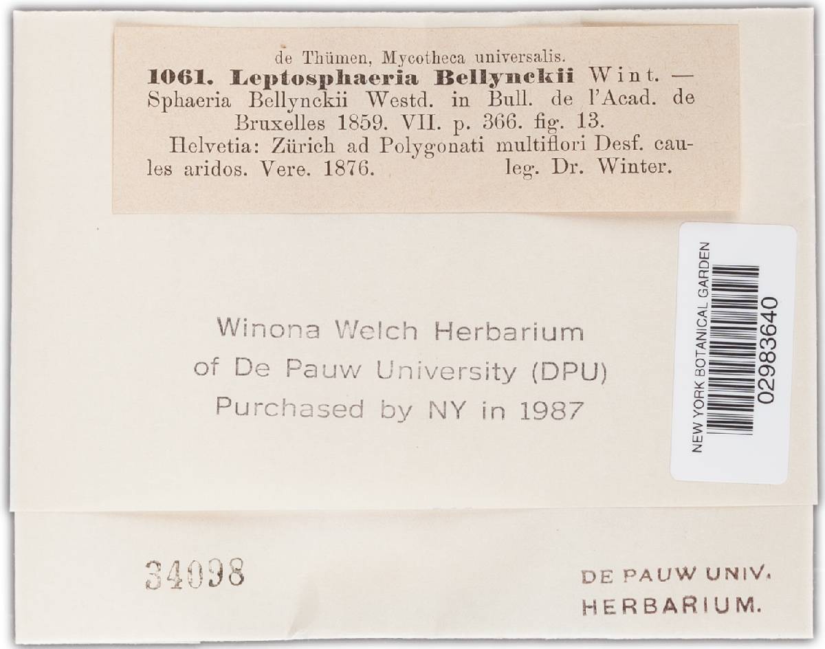 Leptosphaeria bellynckii image
