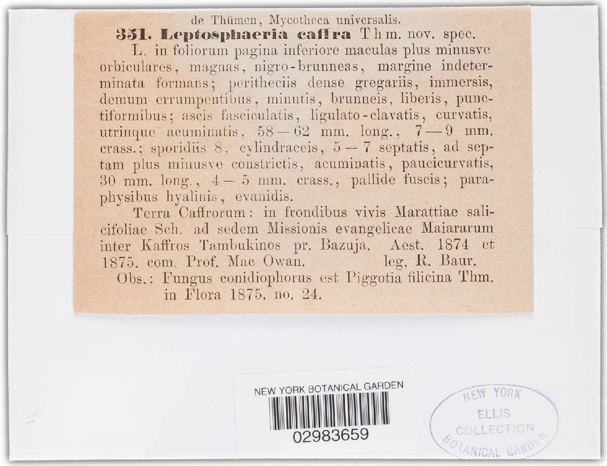 Leptosphaeria caffra image
