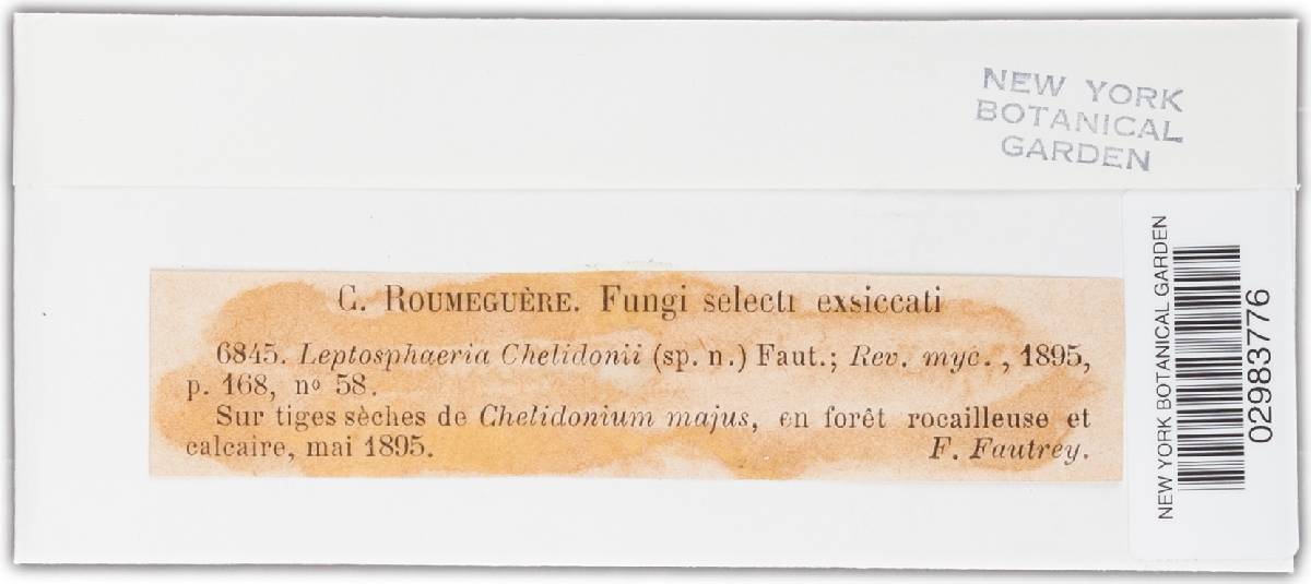 Leptosphaeria chelidonii image