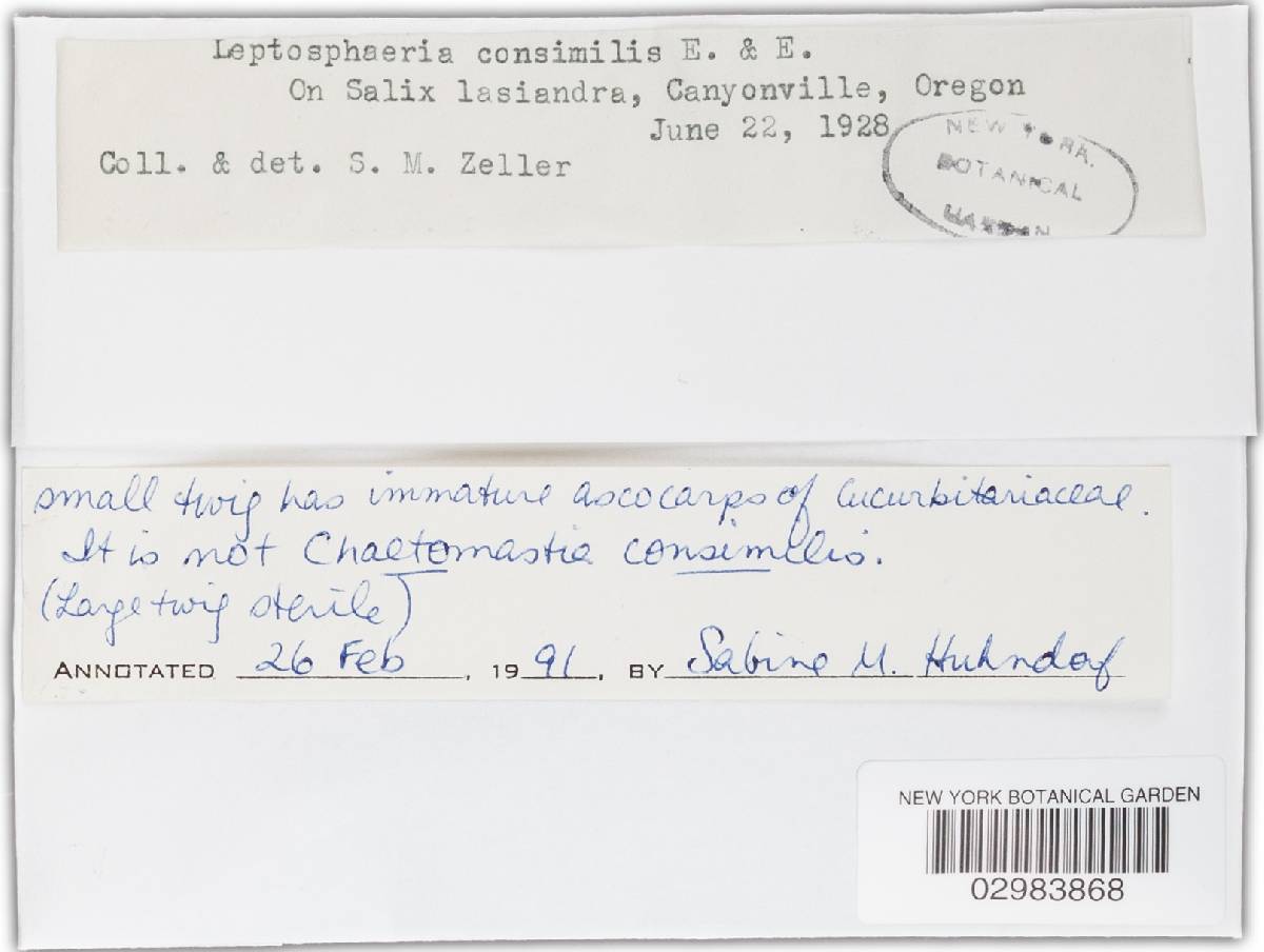 Leptosphaeria consimilis image