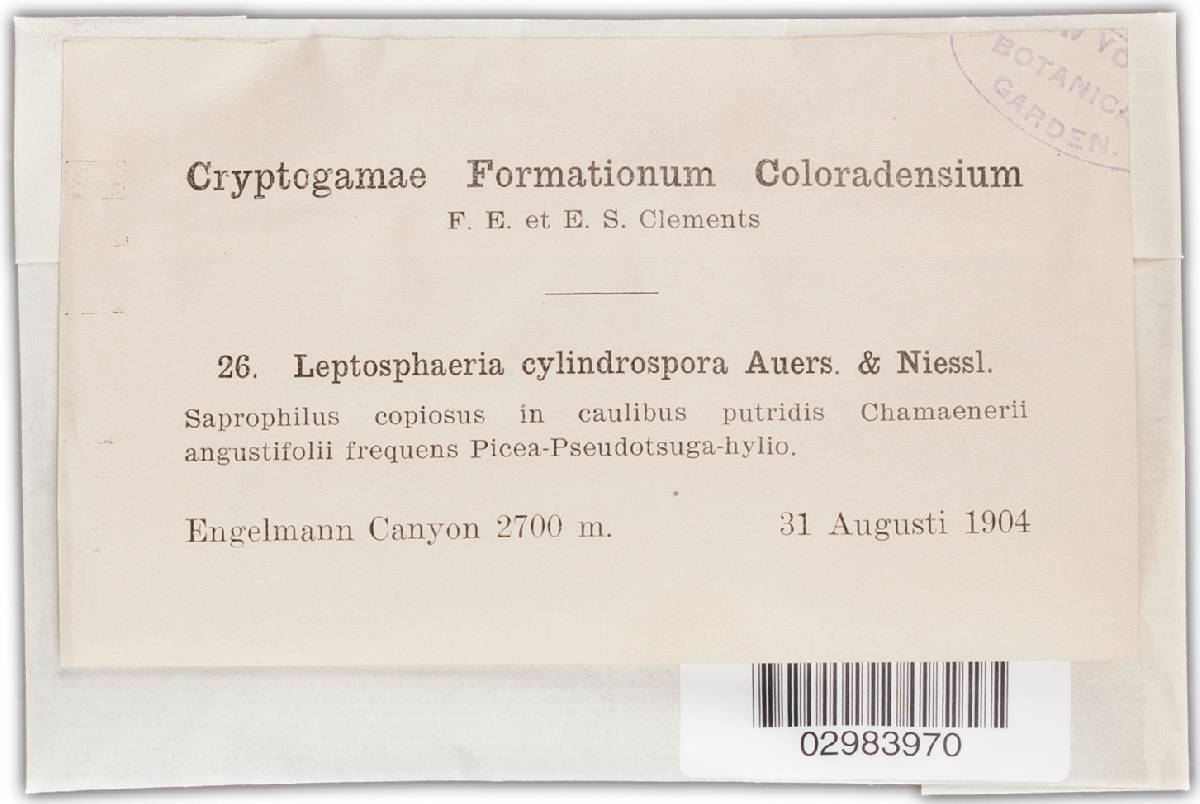 Leptosphaeria cylindrospora image