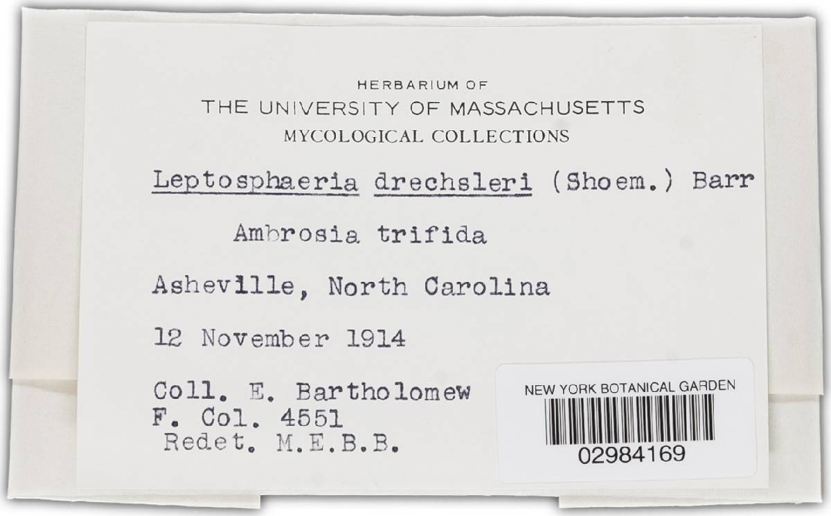 Leptosphaeria drechsleri image