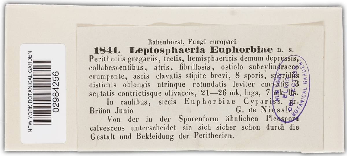 Leptosphaeria euphorbiae image