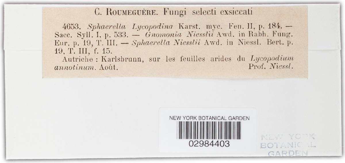 Leptosphaeria lycopodina image