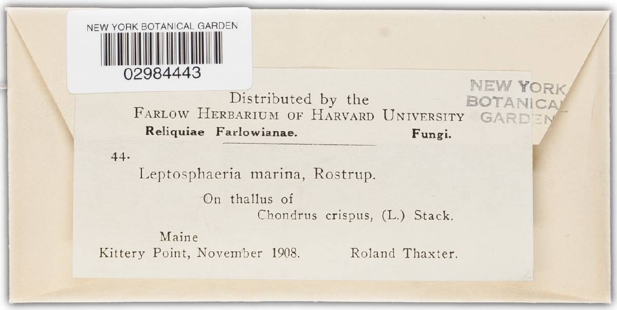 Leptosphaeria marina image