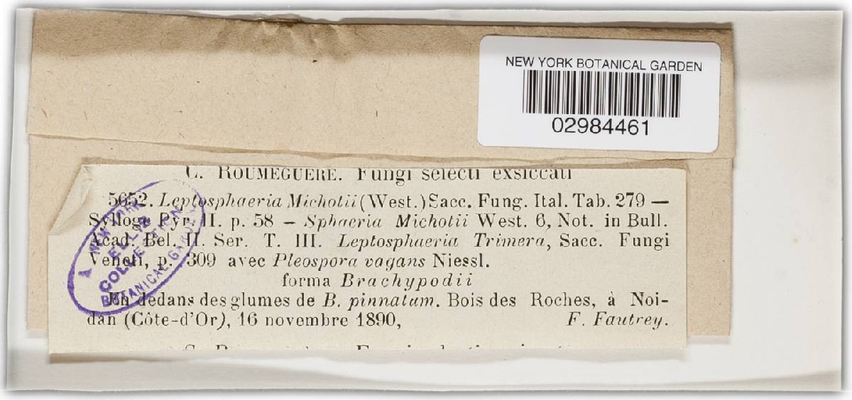 Leptosphaeria michotii image