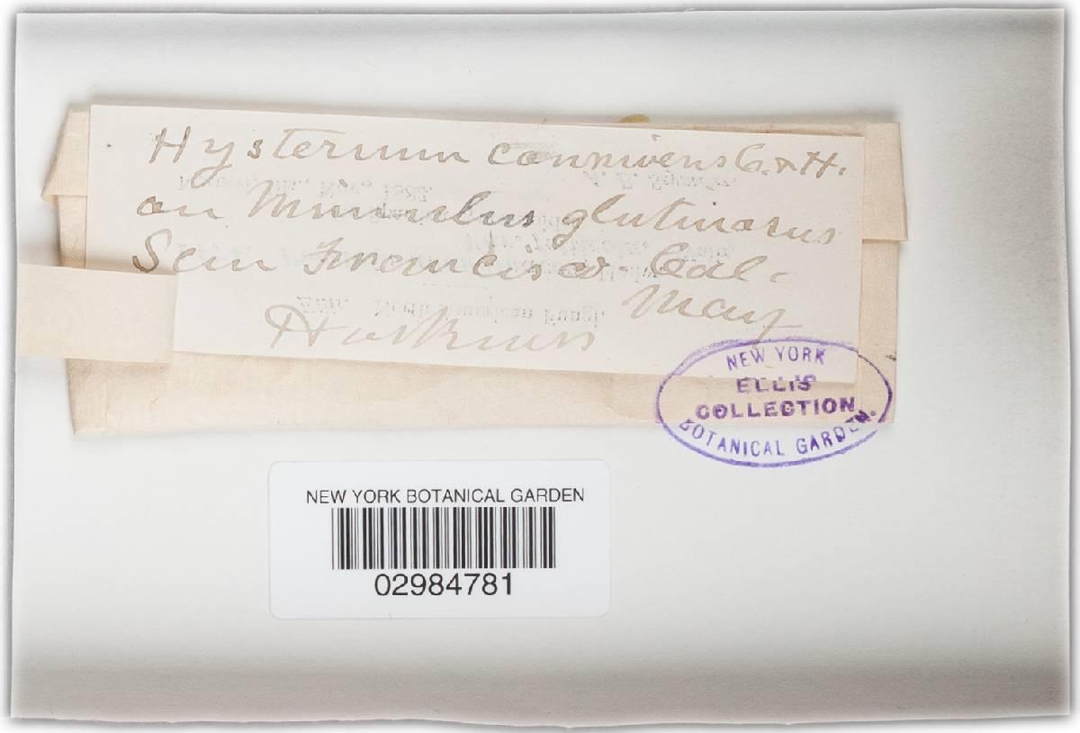 Hysterium ceanothi image