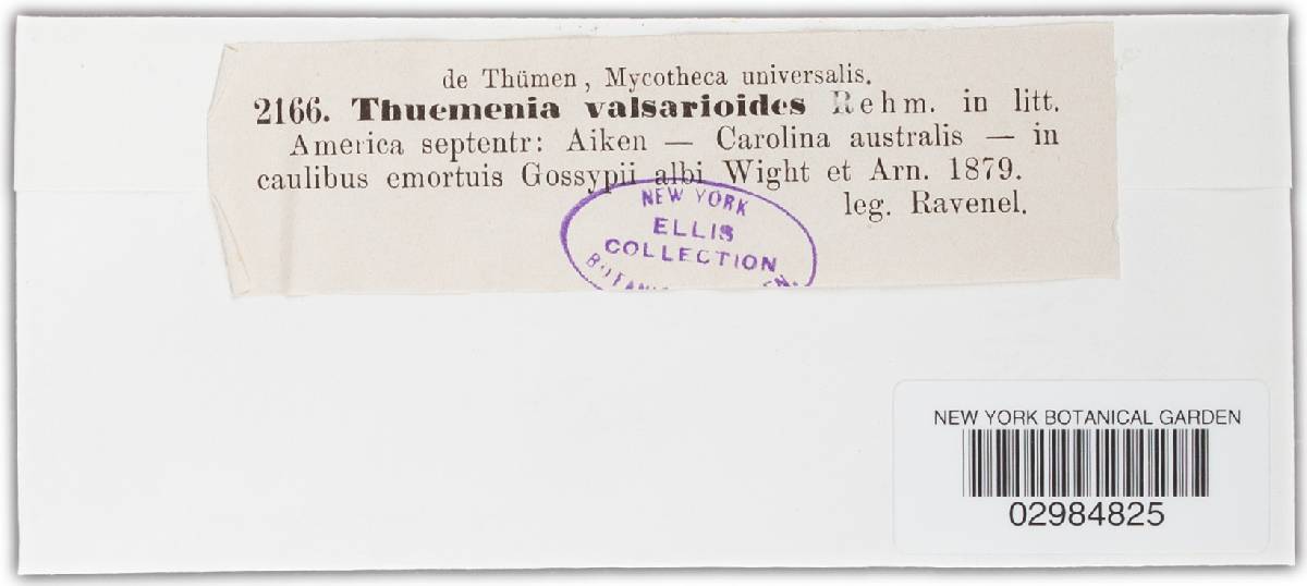 Thuemenia valsarioides image