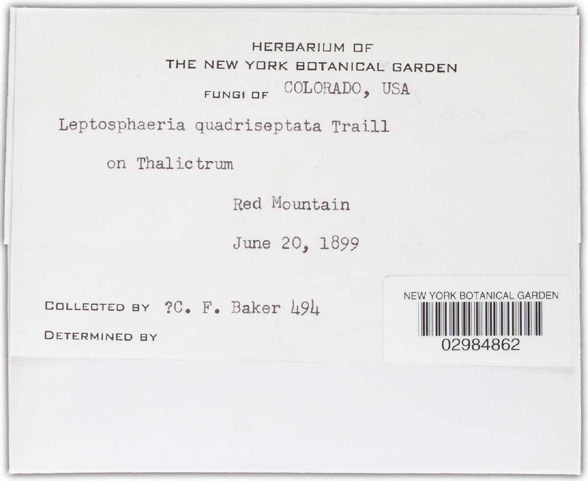 Leptosphaeria quadriseptata image