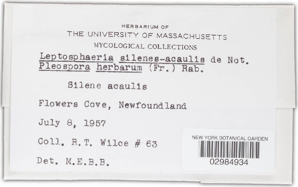Leptosphaeria silenes-acaulis image