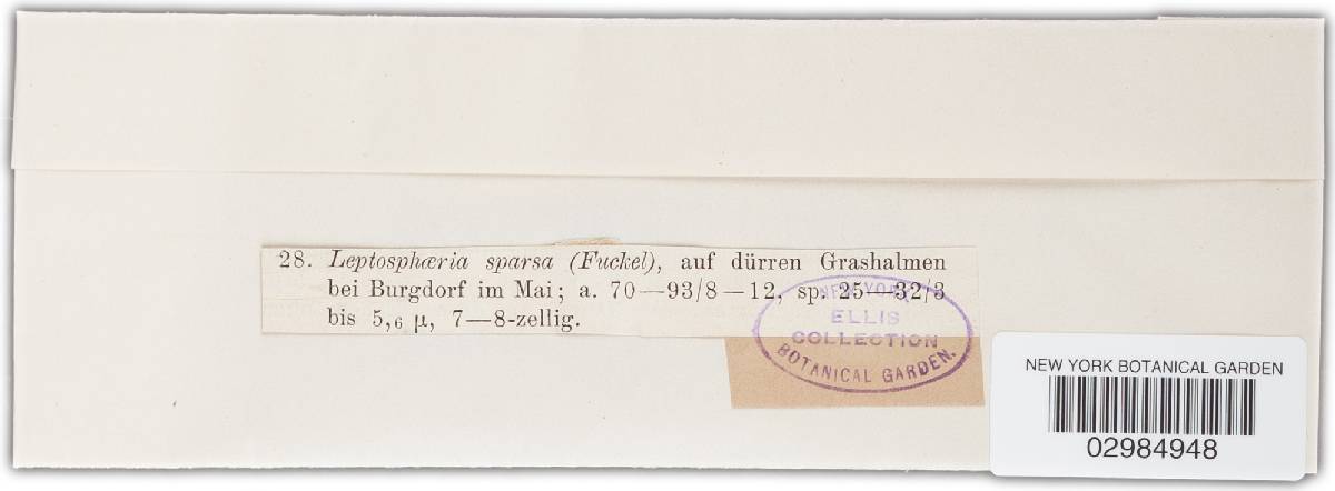 Leptosphaeria sparsa image