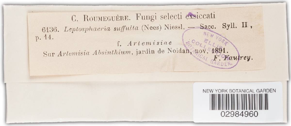 Leptosphaeria suffulta image