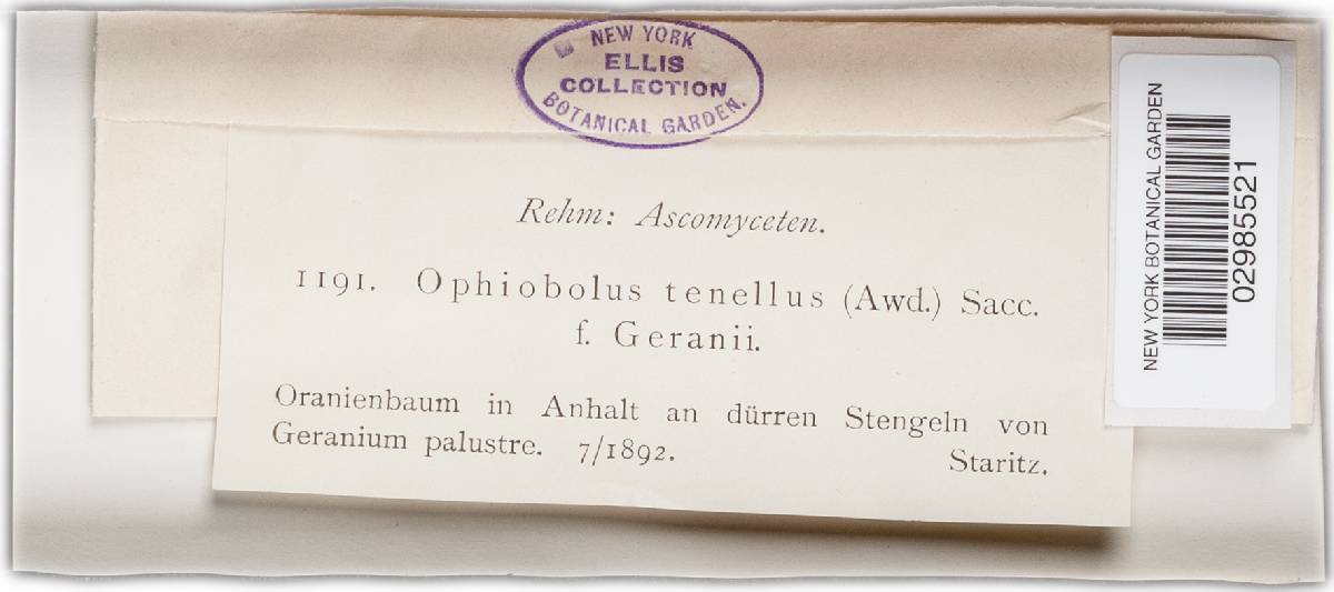 Ophiobolus tenellus image