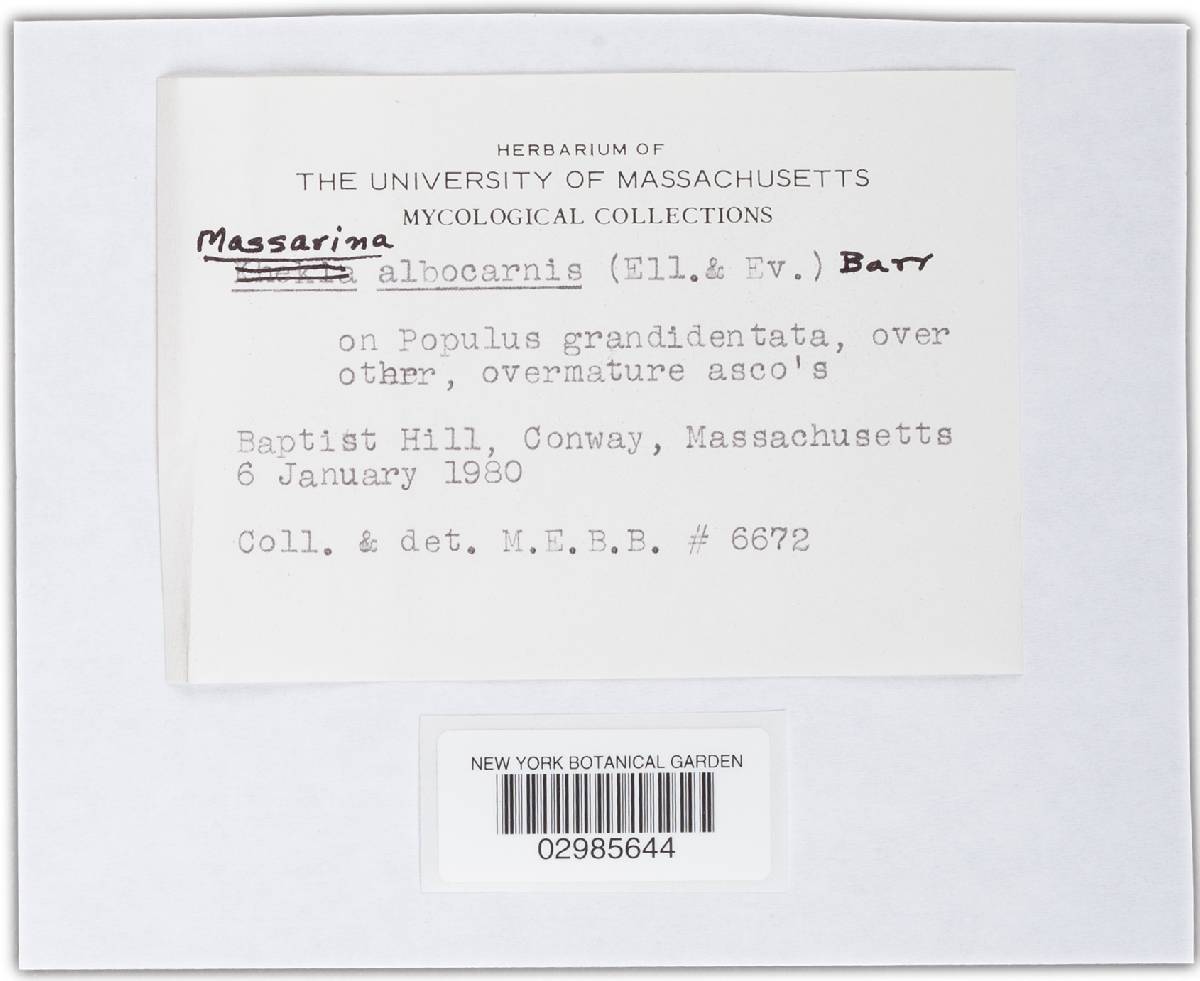 Massarina albocarnis image