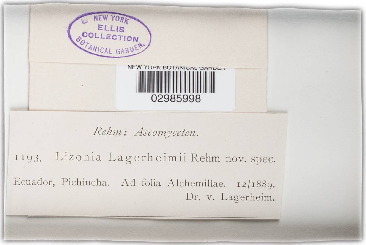 Lizonia lagerheimii image