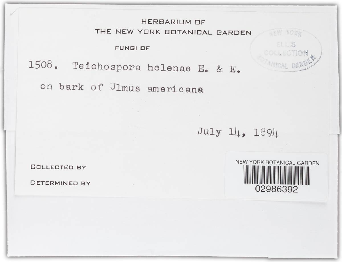 Chaetoplea helenae image