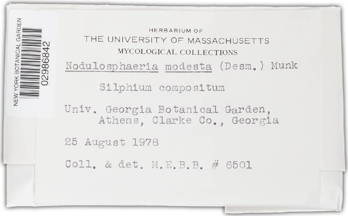 Nodulosphaeria modesta image