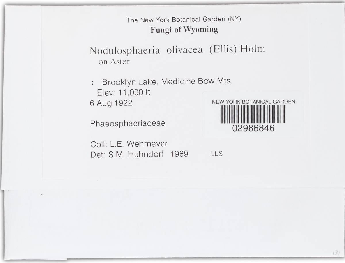 Nodulosphaeria olivacea image