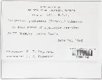 Graphyllium pentamerum image