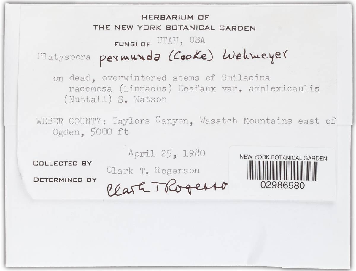Clathrospora permunda image