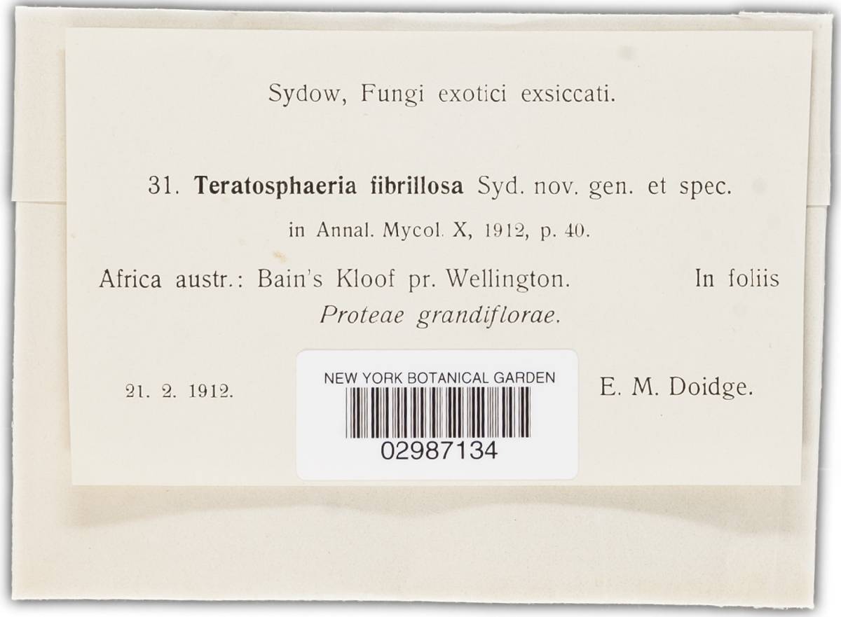 Teratosphaeria fibrillosa image