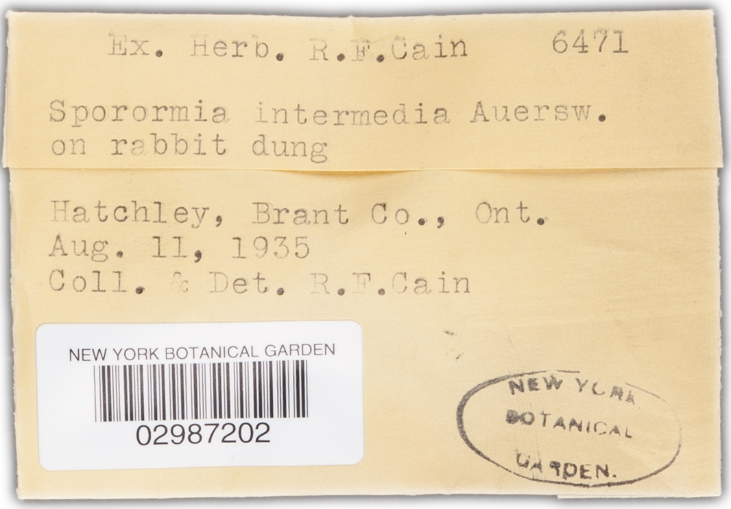 Sporormia intermedia image