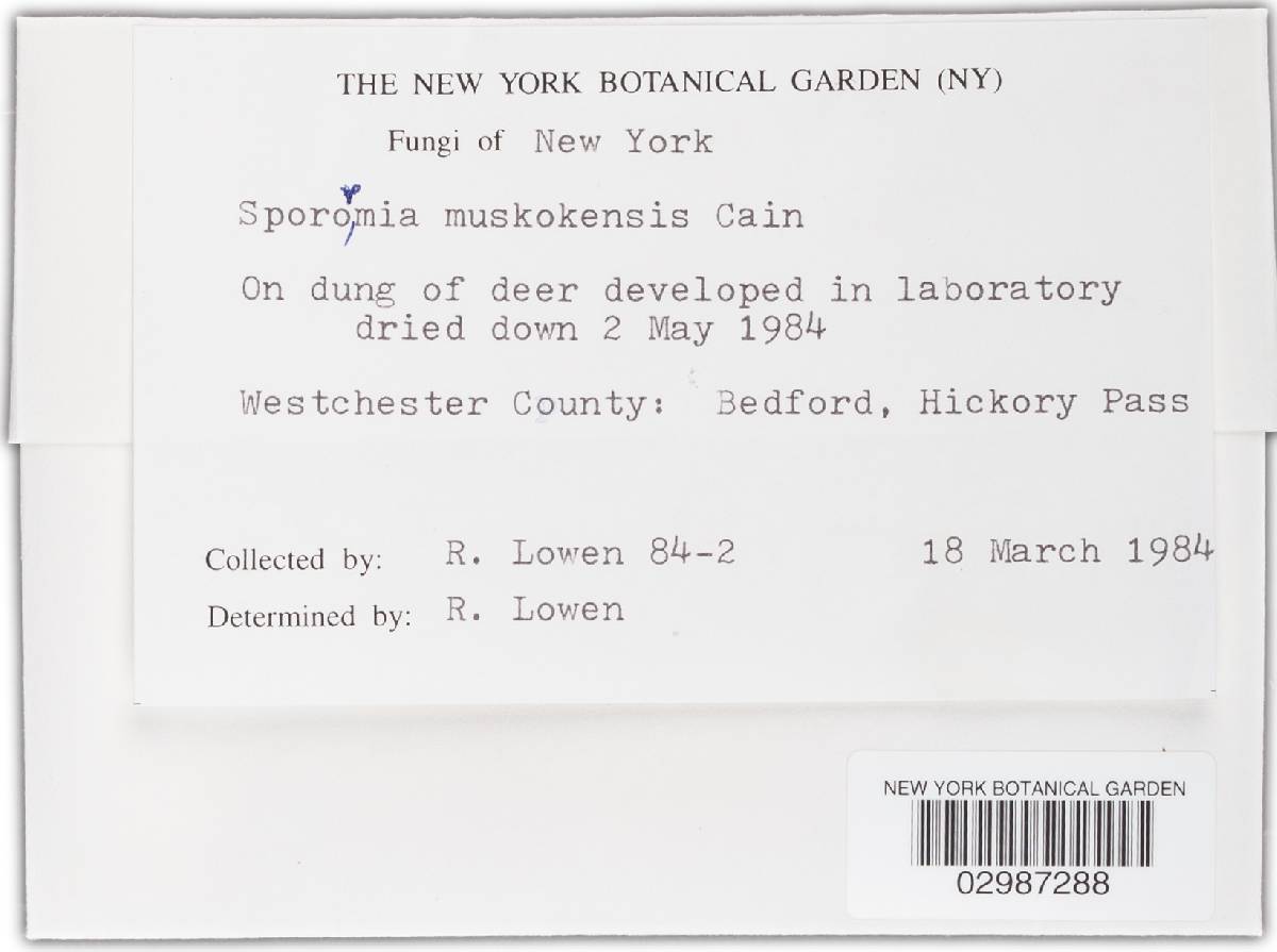 Sporormia muskokensis image