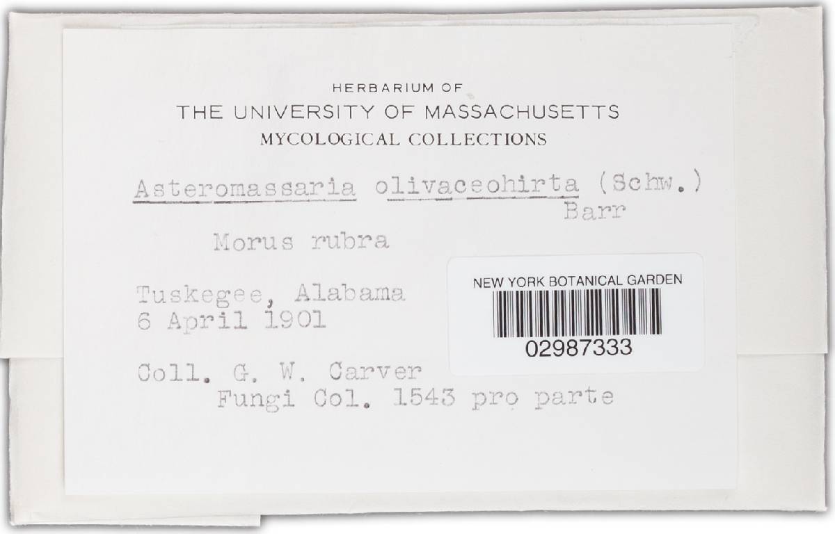 Asteromassaria olivaceohirta image