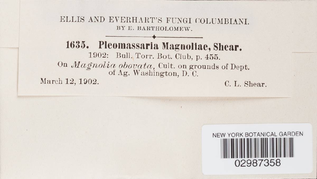 Pleomassaria magnoliae image