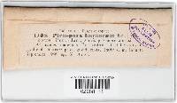 Stemphylium vesicarium image