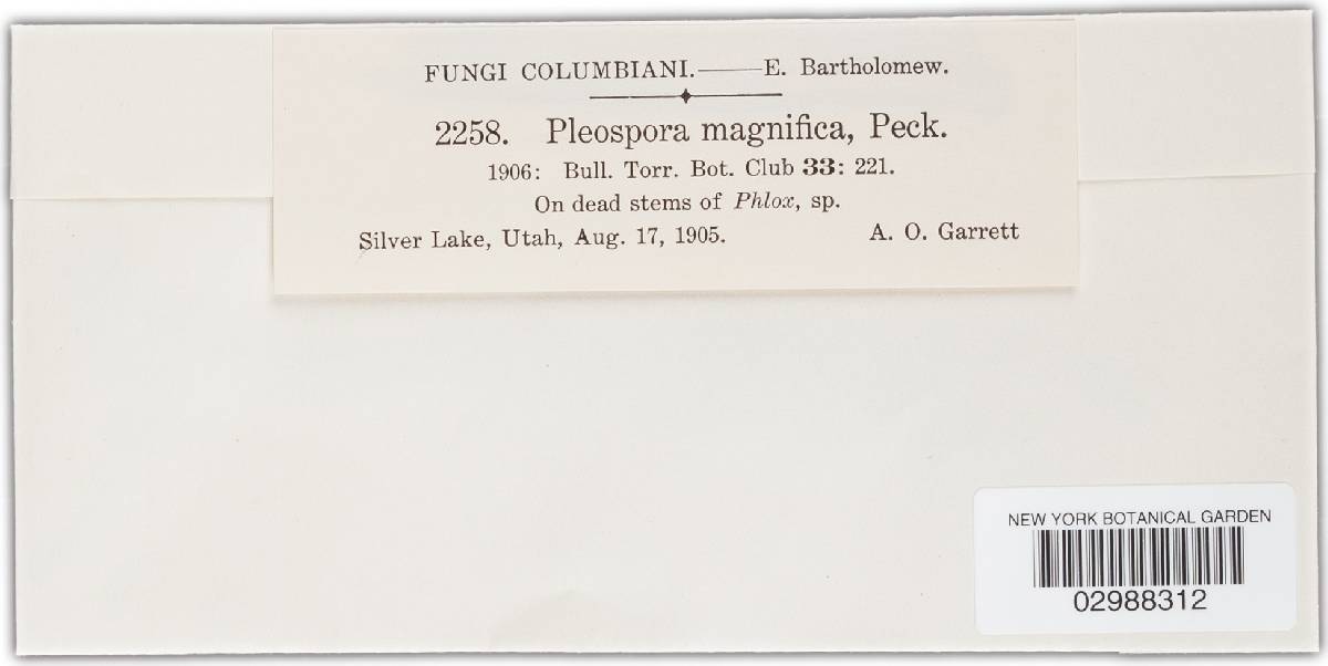 Pleospora magnifica image