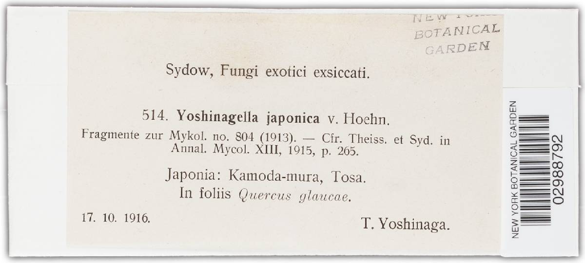 Yoshinagella japonica image
