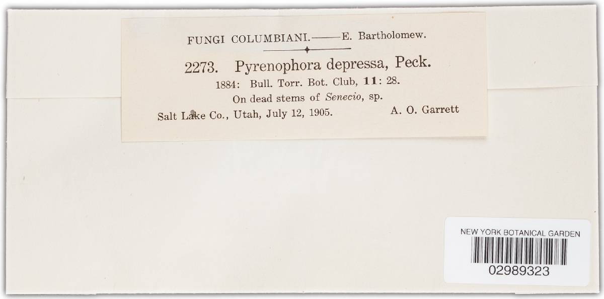 Pyrenophora depressa image