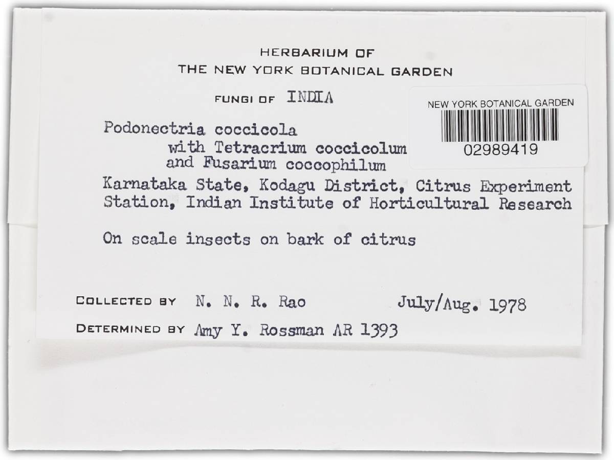 Podonectria coccicola image