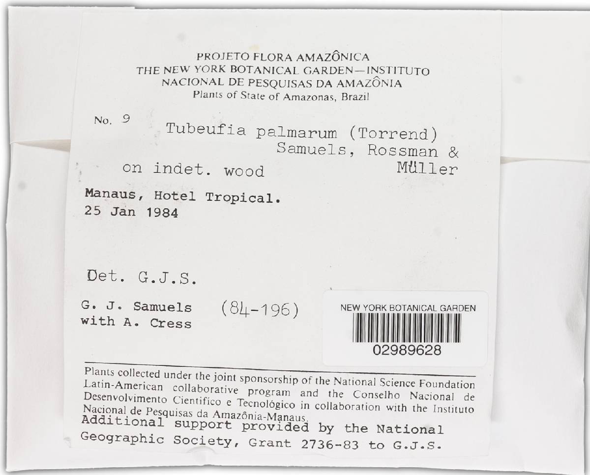 Tubeufia palmarum image