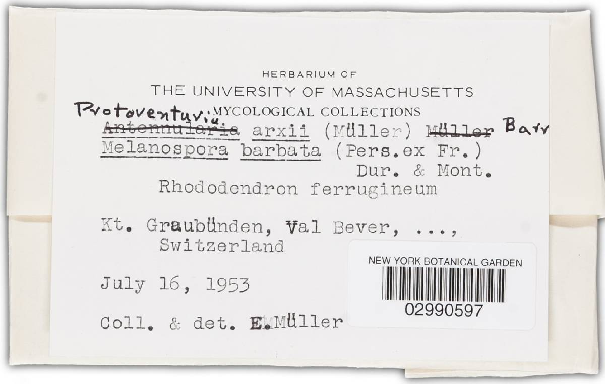 Protoventuria arxii image