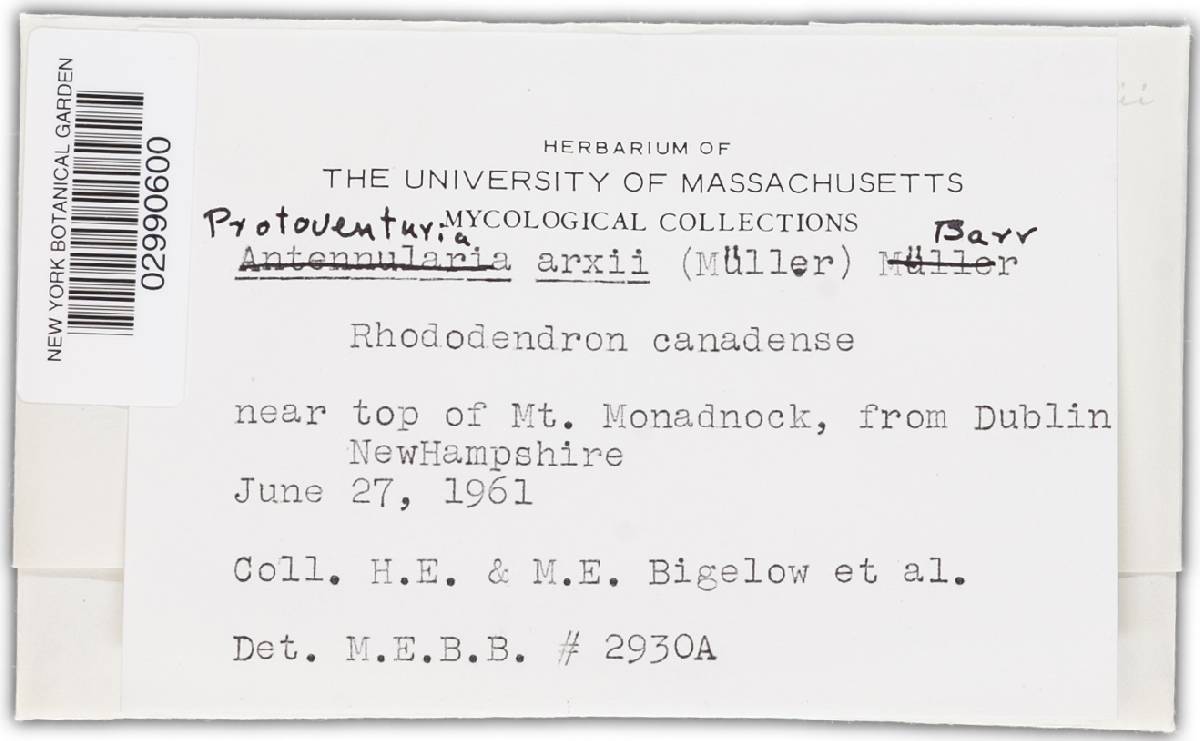 Protoventuria arxii image
