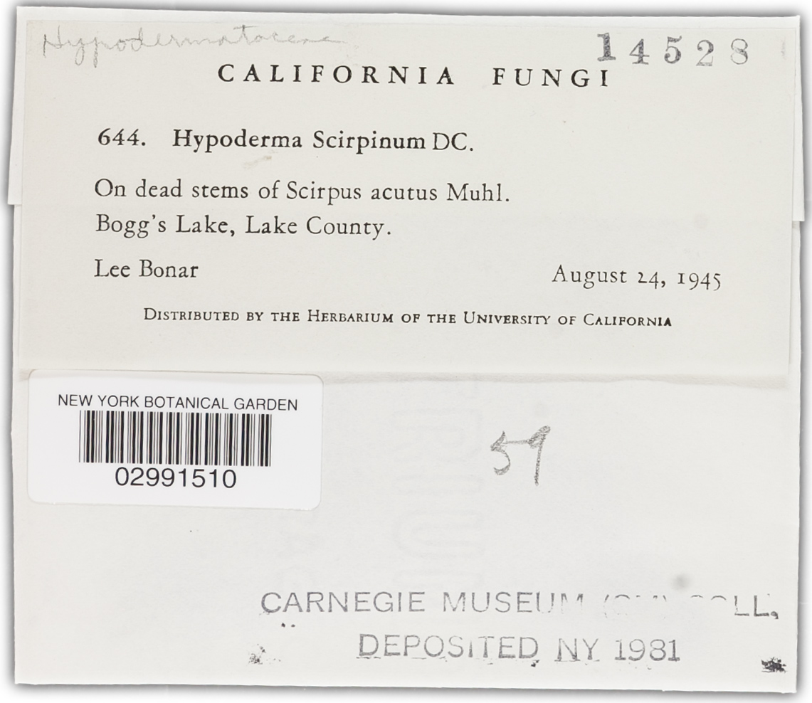 Hypohelion scirpinum image