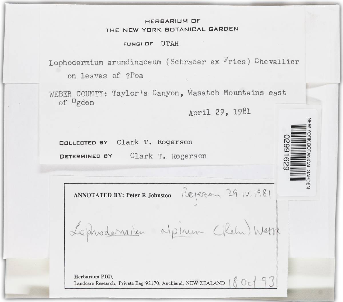 Lophodermium alpinum image
