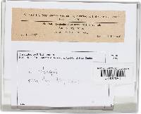 Lophodermium robergei image